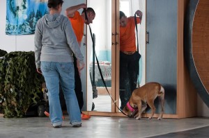 spuerhund-dursucht-schrank-nach-bettwanzen