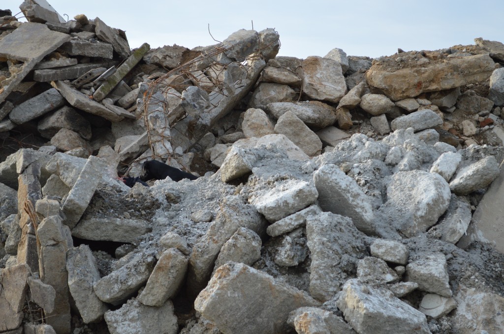 Rettungshund auf dem Trümmerberg, Suche nach der vermissten Person