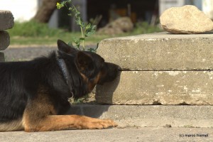 Seminar Sprenstoffspürhunde K-9 Spürhundeschule deutscher Schäferhund findet eine Patronenhülse