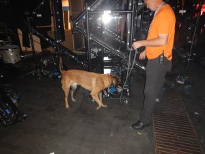 K-9 Sprengstoffspürhund der Detection Dog School im Einsatz