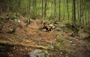 rettungshund-im-einsatz